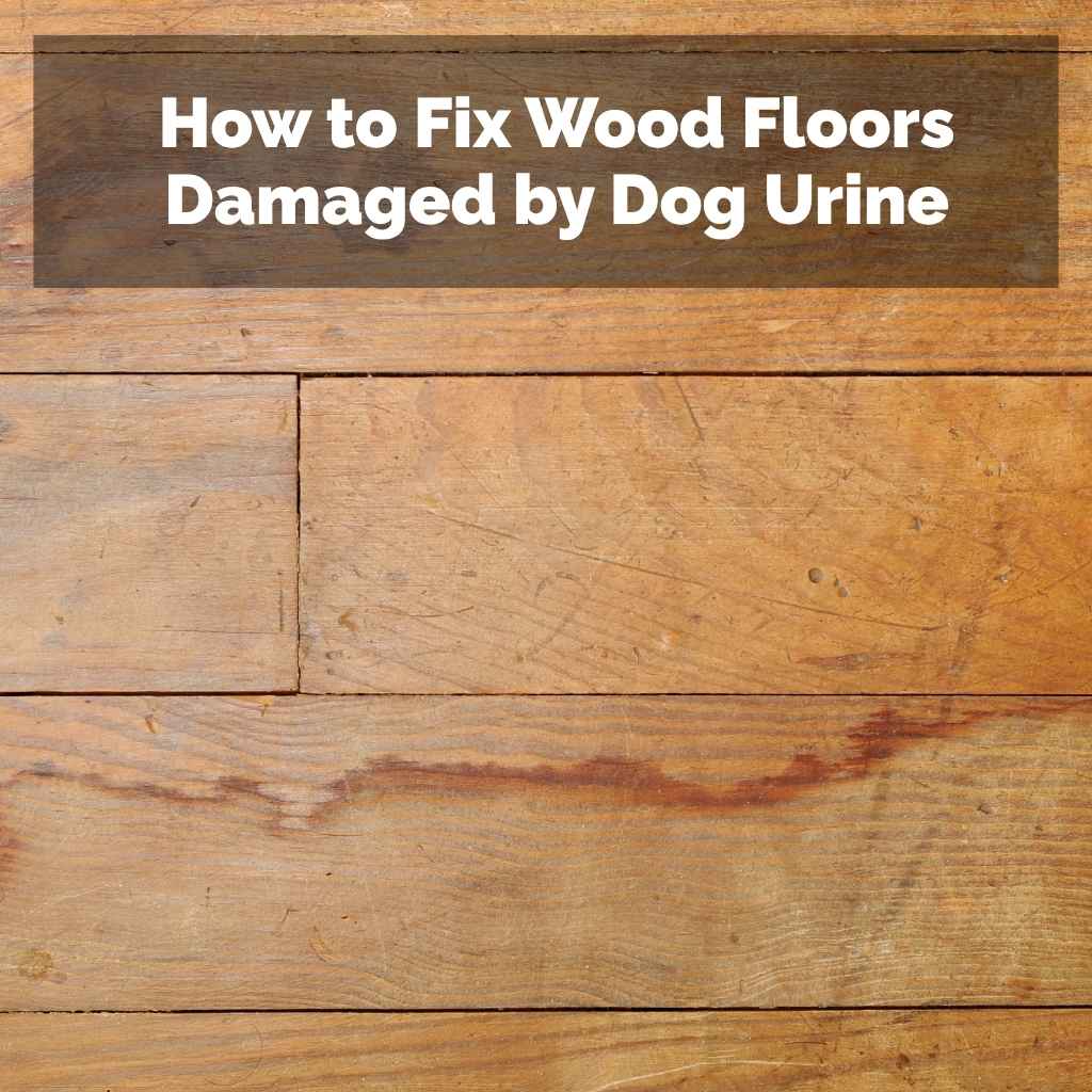 How to Fix Wood Floors Damaged by Dog Urine
