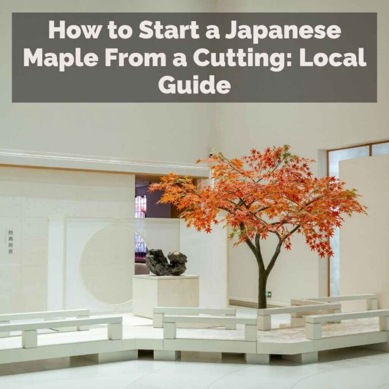 How to Start a Japanese Maple From a Cutting