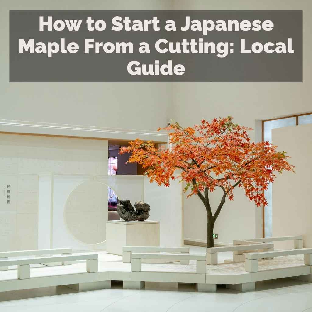 How to Start a Japanese Maple From a Cutting