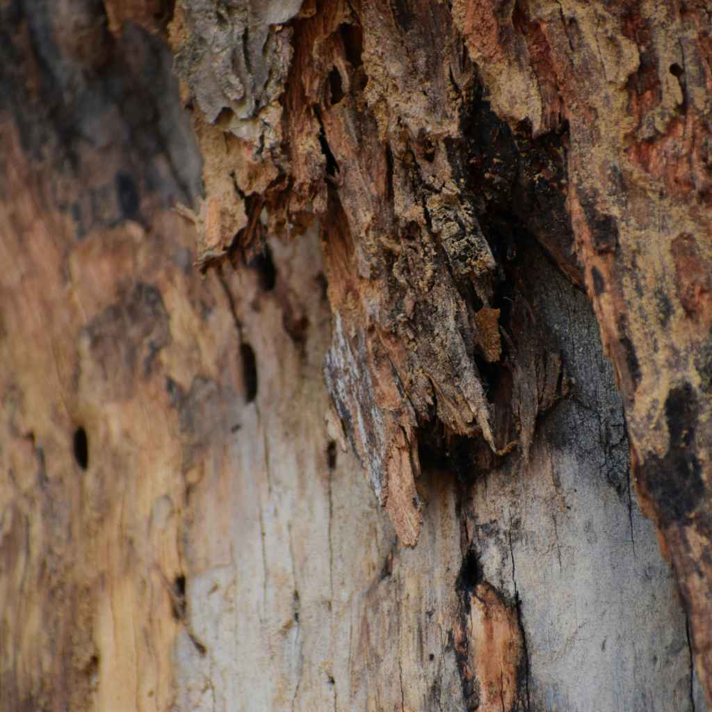 Understanding Wood Rot: A Chemical Transformation