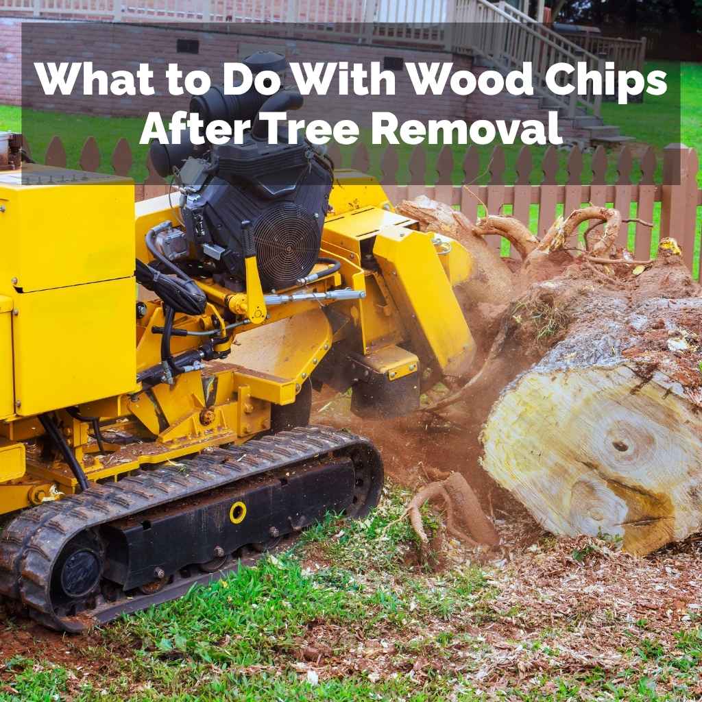 What to Do With Wood Chips After Tree Removal