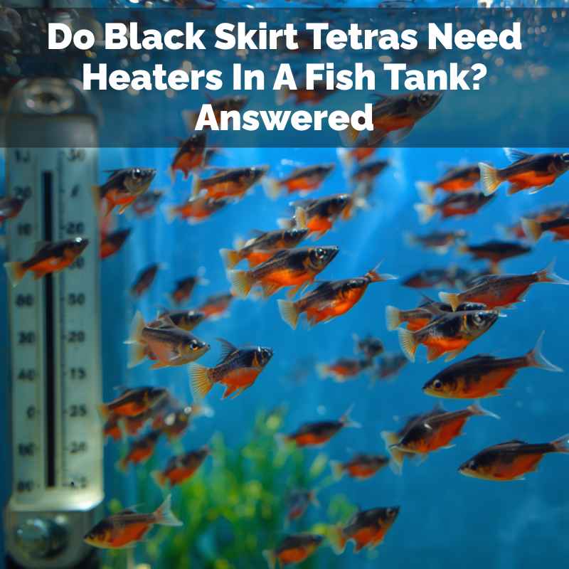 Do Black Skirt Tetras Need Heaters In A Fish Tank