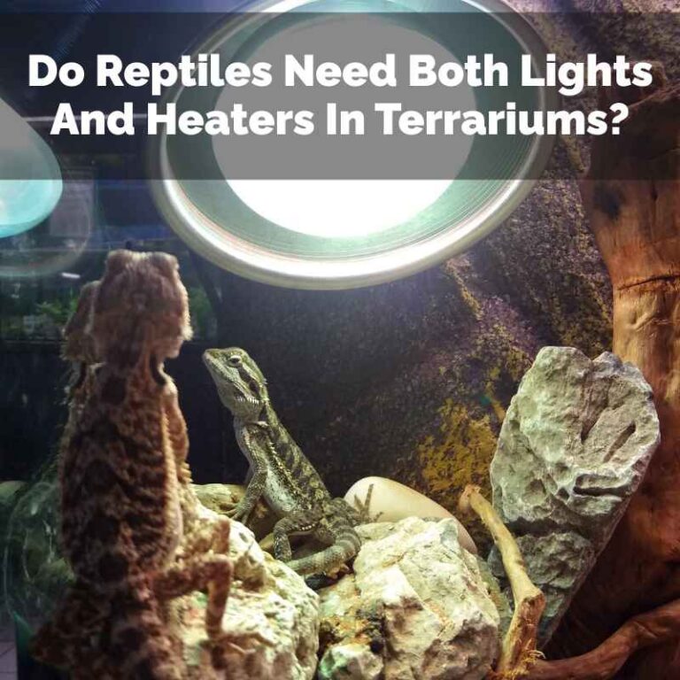 Do Reptiles Need Both Lights And Heaters In Terrariums?