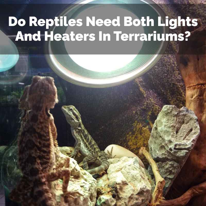 Do Reptiles Need Both Lights And Heaters In Terrariums?