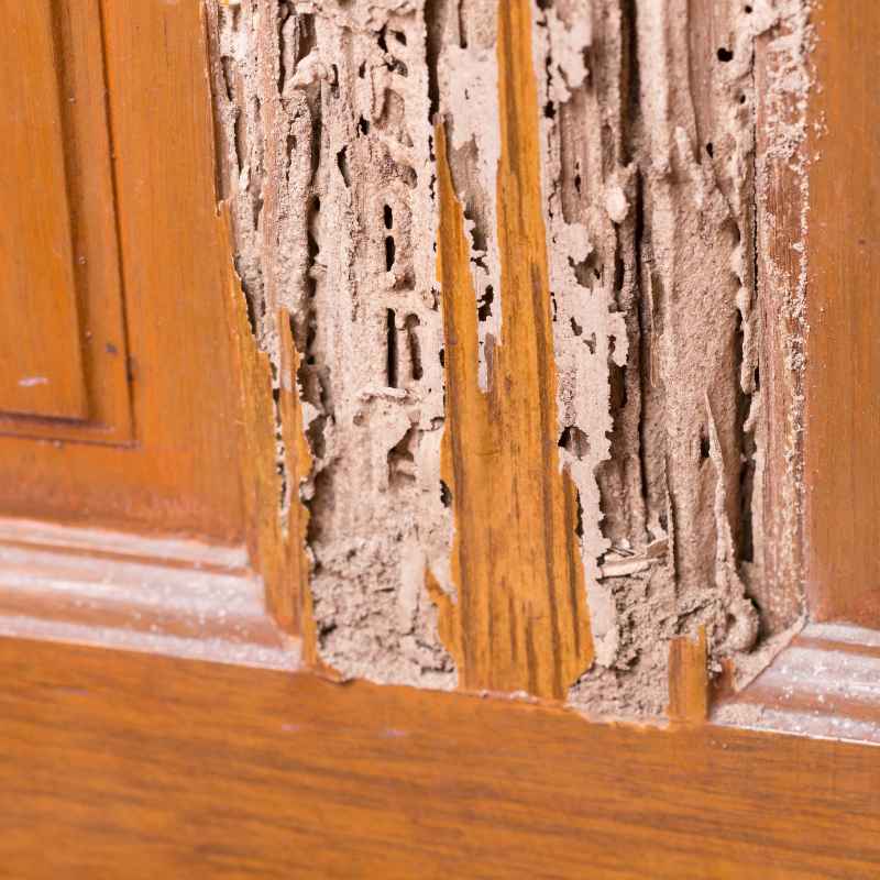 Why Termite Damage Matters