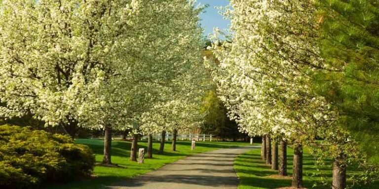 Dogwood Vs Bradford Pear Tree