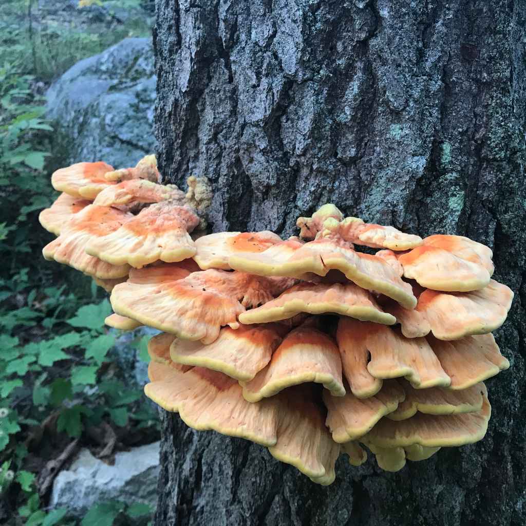 Harvesting and Preparing Chicken of the Woods