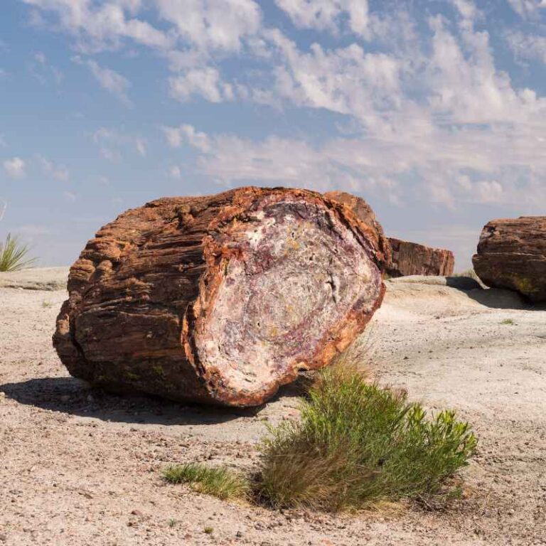 How Long Does It Take To Make Petrified Wood Naturally