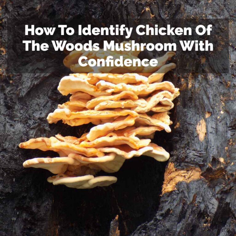 How To Identify Chicken Of The Woods Mushroom With Confidence
