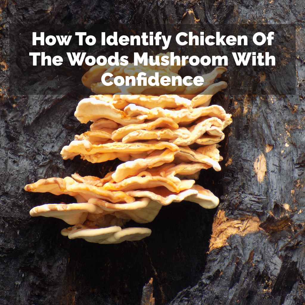 How To Identify Chicken Of The Woods Mushroom With Confidence