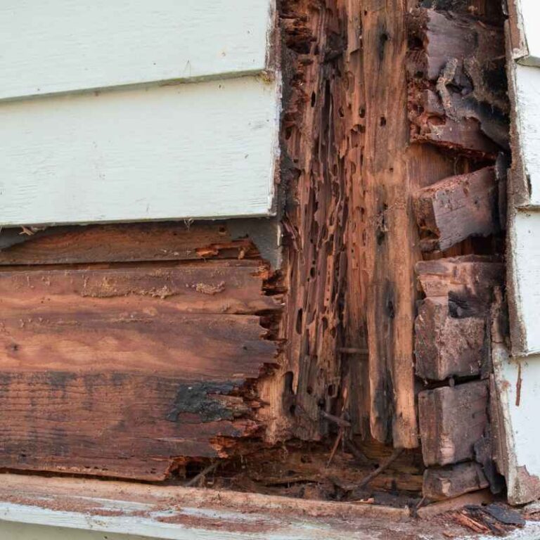 Does Termite Damaged Wood Need To Be Removed
