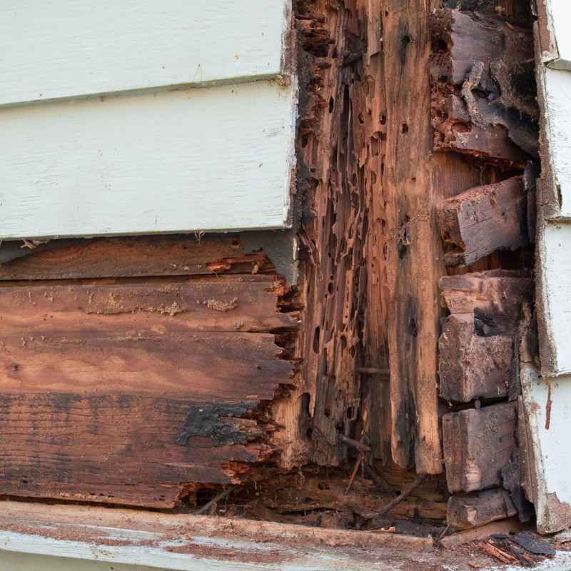 Does Termite Damaged Wood Need To Be Removed