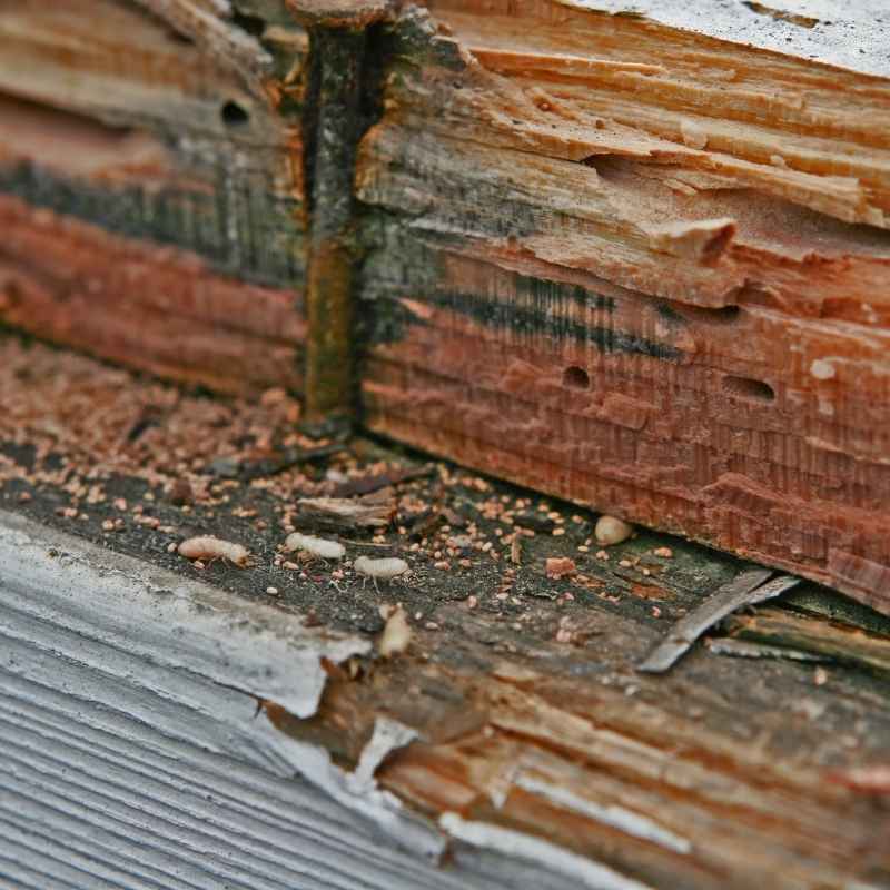 Quick Fixes and Tips for Termite Damage