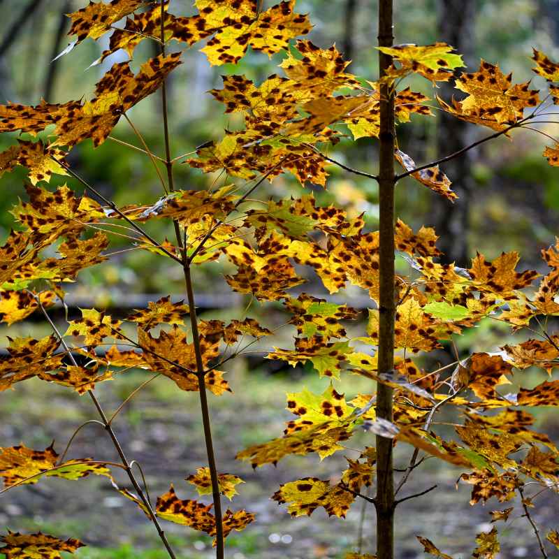 Quick Tips for Healthier Maple Leaves