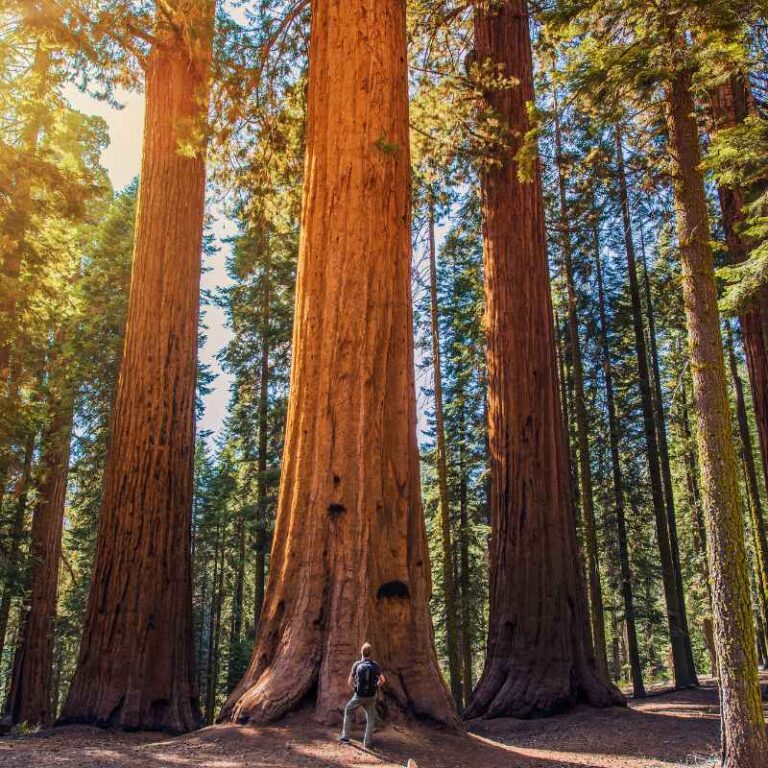 Redwood Vs Sequoia Trees