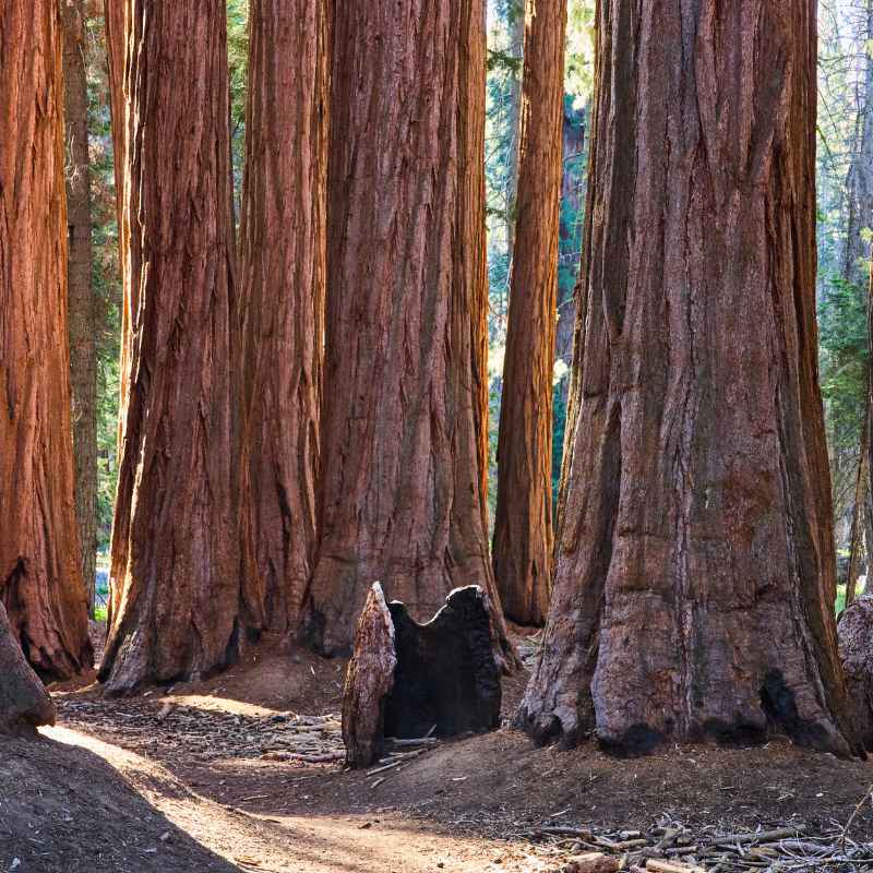 Understanding Redwood and Sequoia Trees