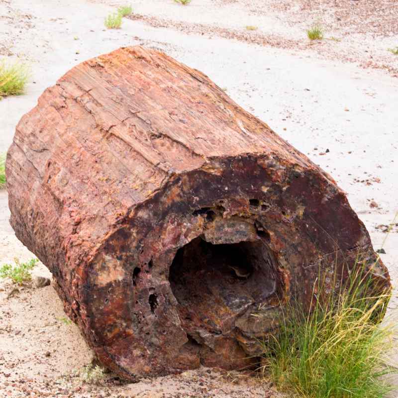 The Slow Magic of Turning Wood to Stone