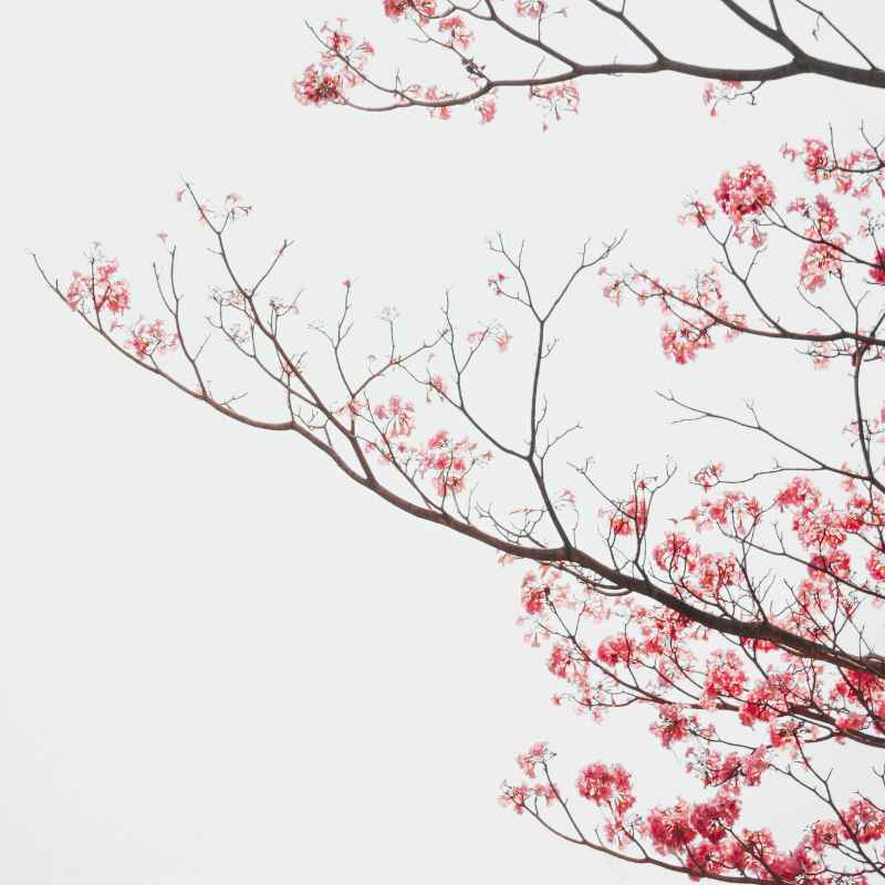 Understanding Cherry Tree Planting Windows