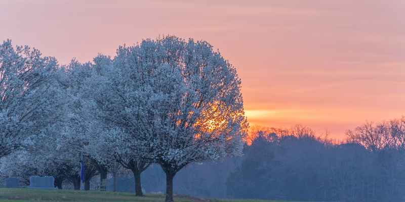 Understanding Dogwood vs Bradford Pear Tree