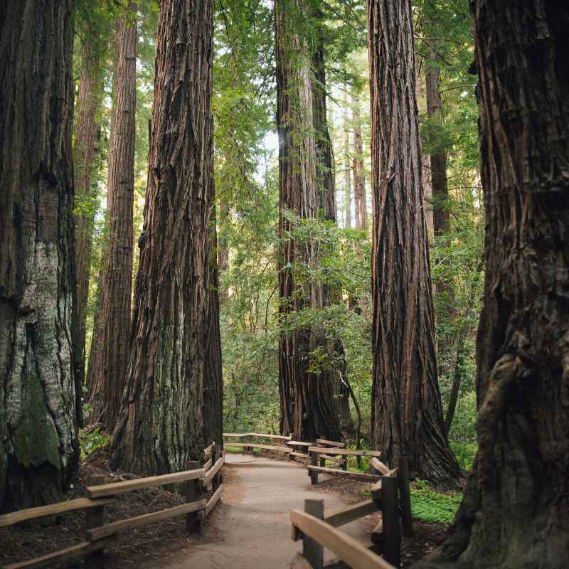 Understanding Redwood Forests