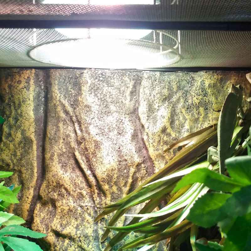 Understanding Reptile Lighting and Heating Needs