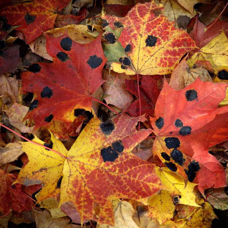 Understanding What Causes Black Spots on Maple Tree Leaves
