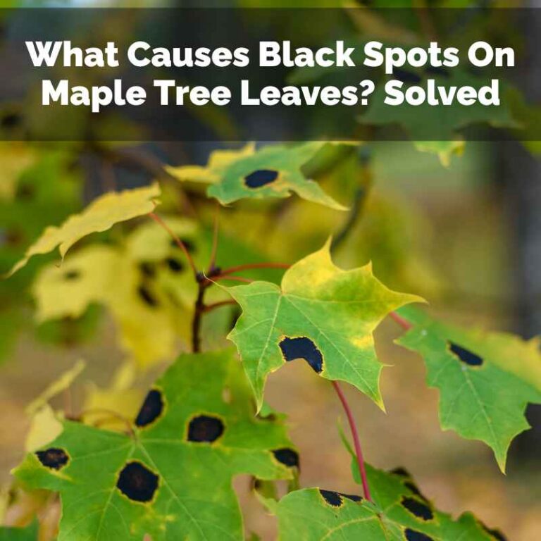 What Causes Black Spots On Maple Tree Leaves