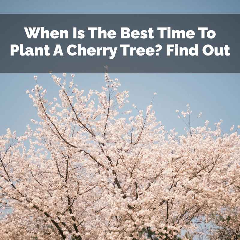 When Is The Best Time To Plant A Cherry Tree