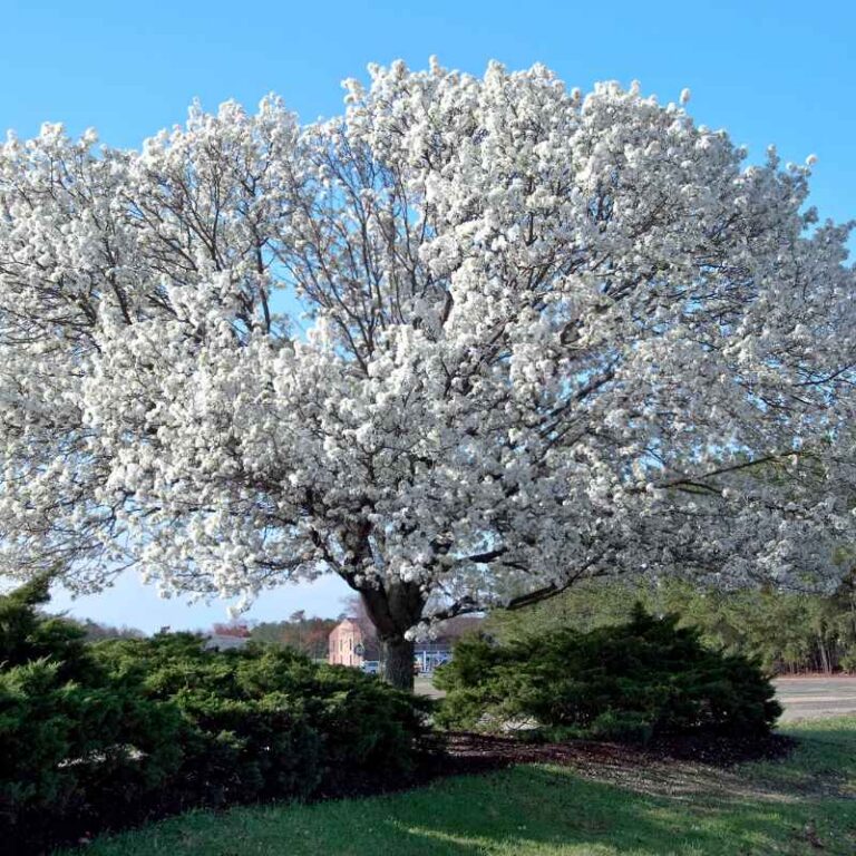 When Is The Best Time To Trim A Dogwood Tree