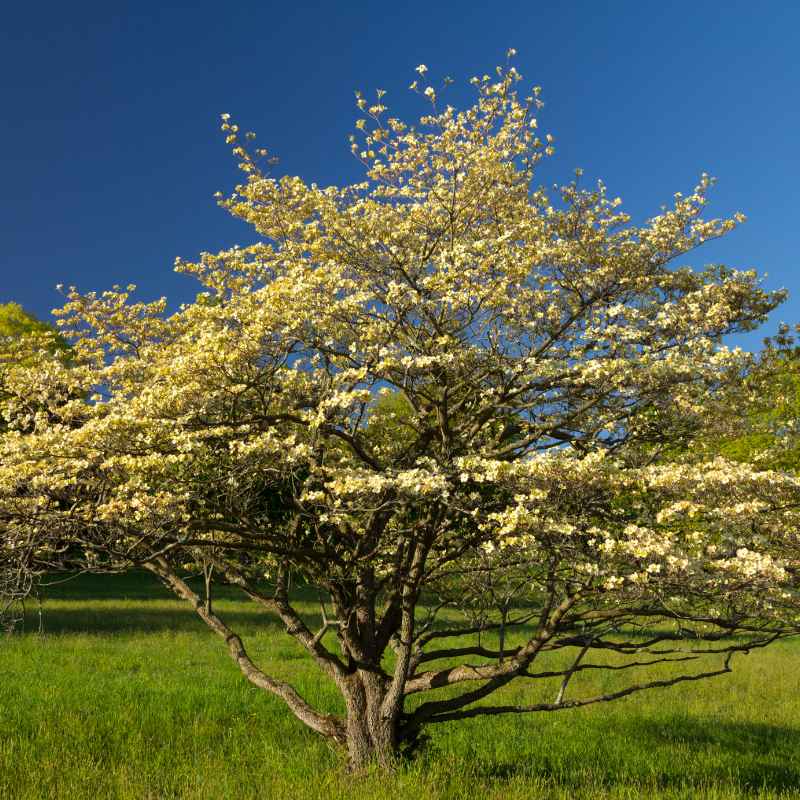 Understanding Dogwood Pruning Needs
