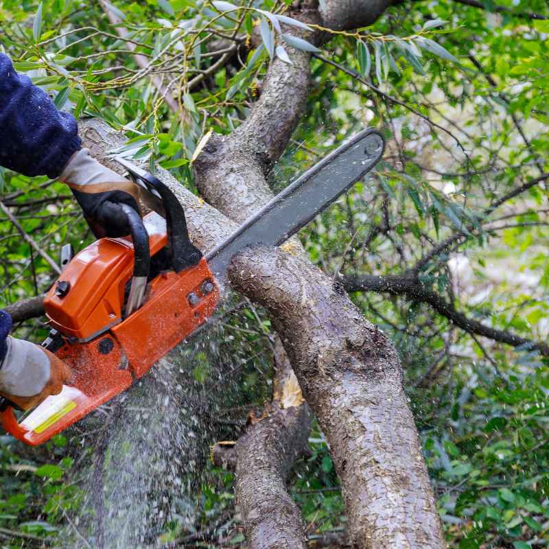 Quick Fixes & Tips for Dogwood Pruning