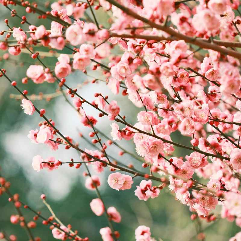 When is the Best Time to Plant a Cherry Tree