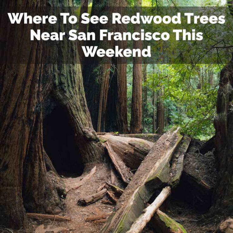 Where To See Redwood Trees Near San Francisco This Weekend