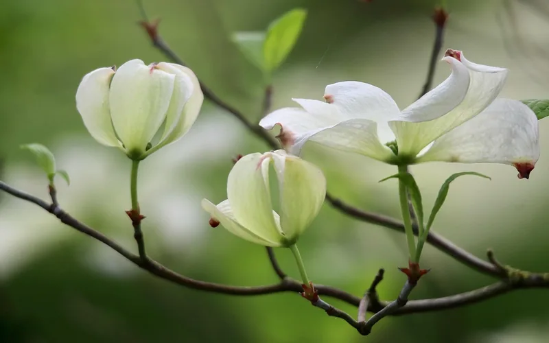 close-up of white flowering dogwood bracts with notched red-tipped petals
