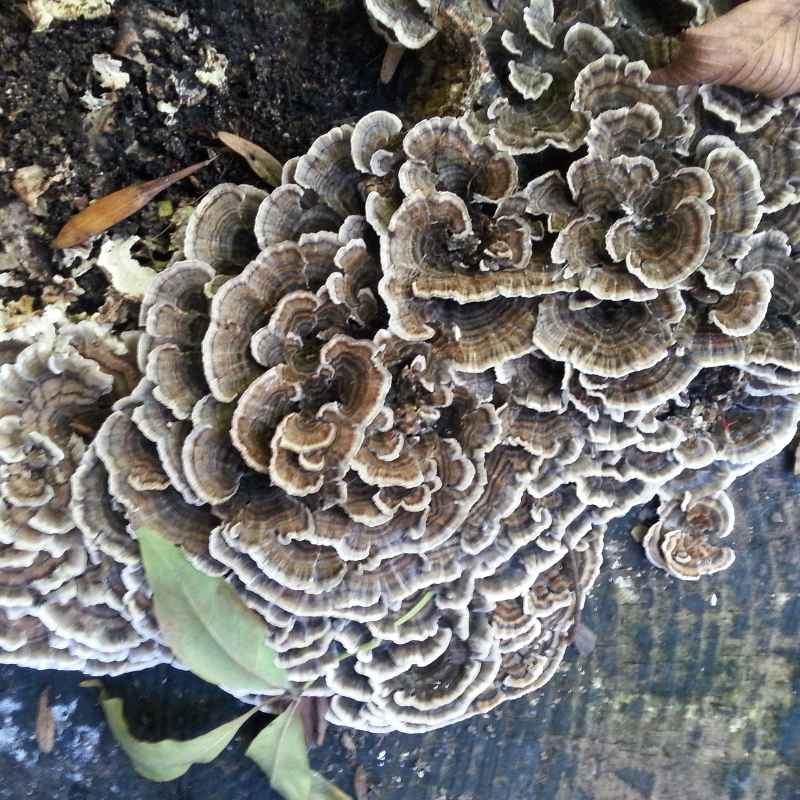 Black Staining Polypore Vs Hen Of The Woods