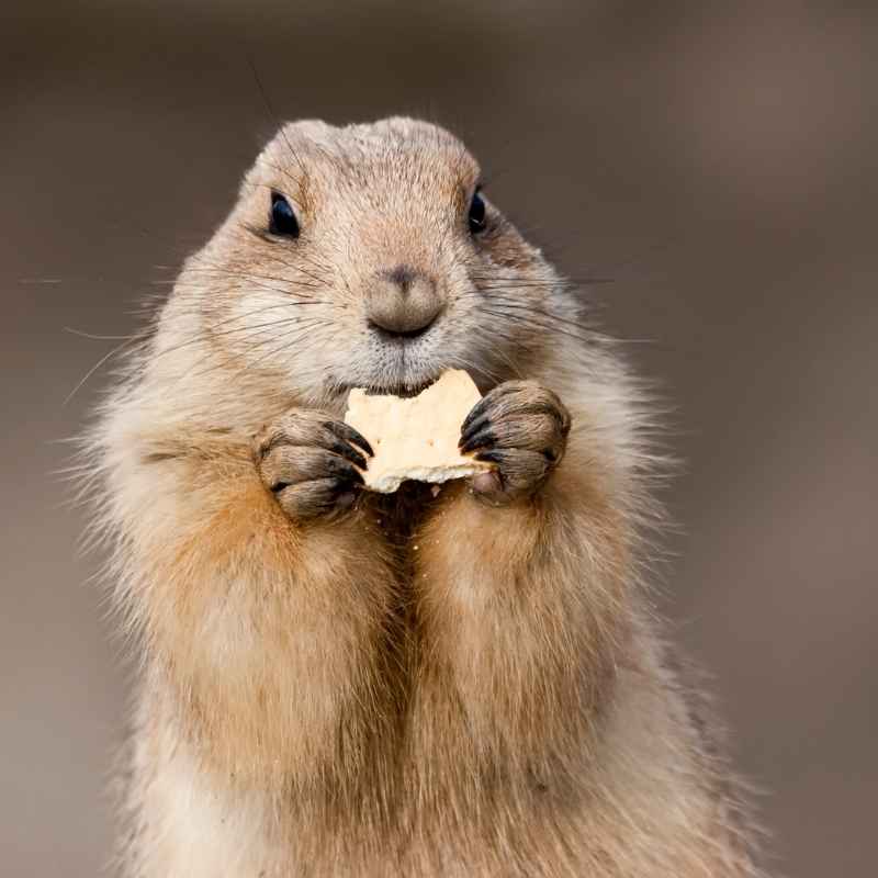 Difference Between A Groundhog And Woodchuck Explained