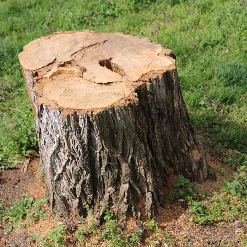 Understanding Hard and Soft Maple Trees