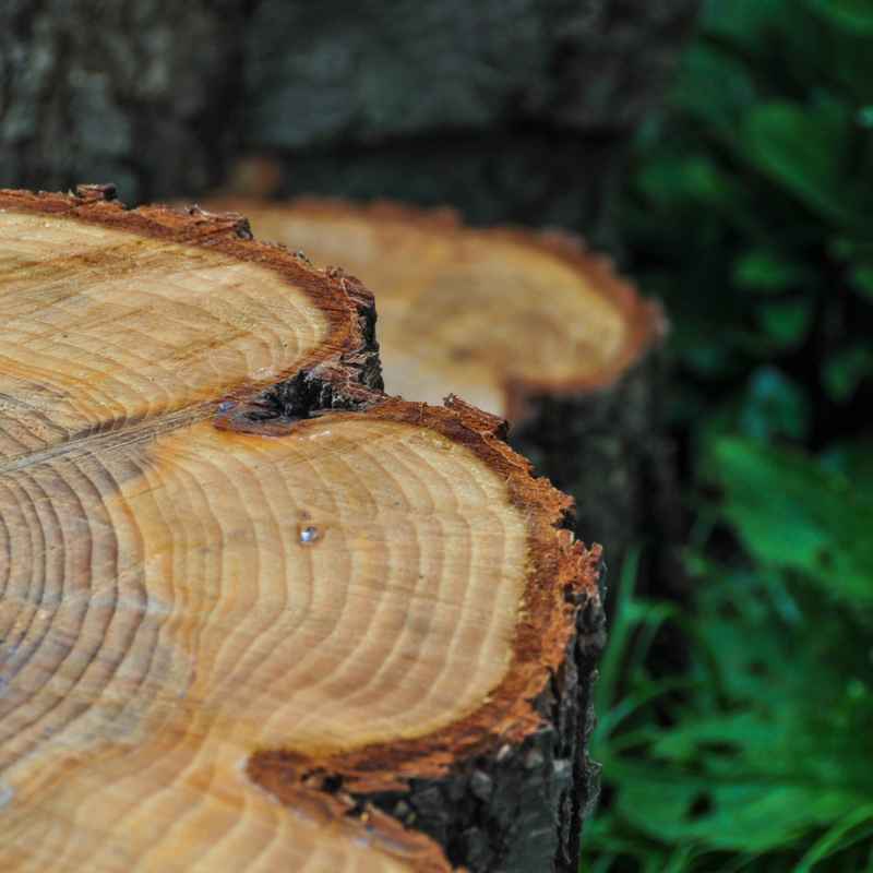 Quick Tips for Maple Enthusiasts