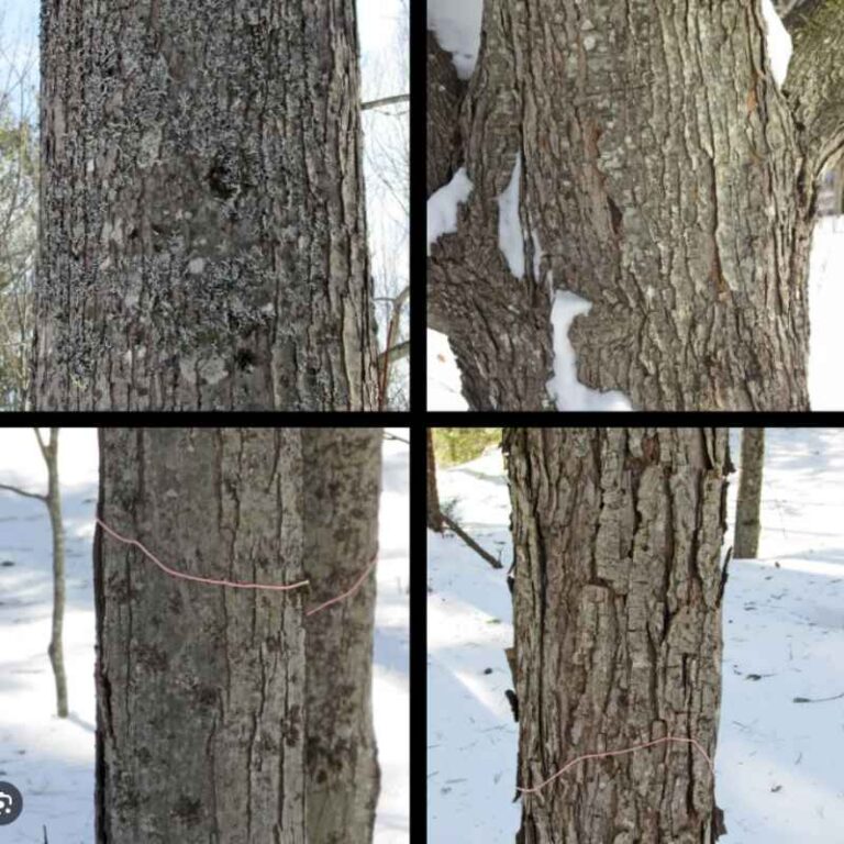 Difference Between Hard And Soft Maple Trees Fully Explained
