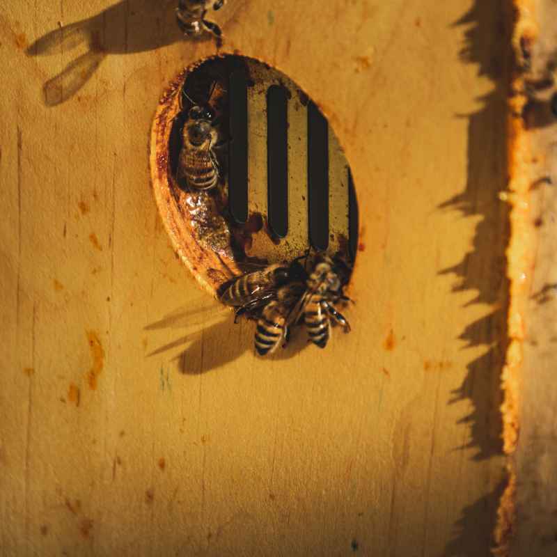 Do Male Or Female Carpenter Bees Drill Holes