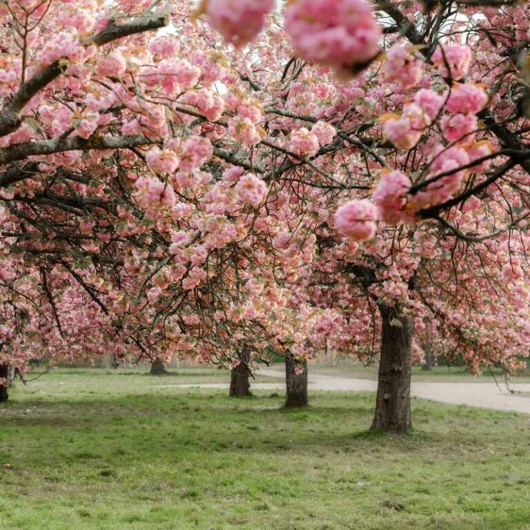 Do You Need 2 Cherry Trees To Produce Fruit