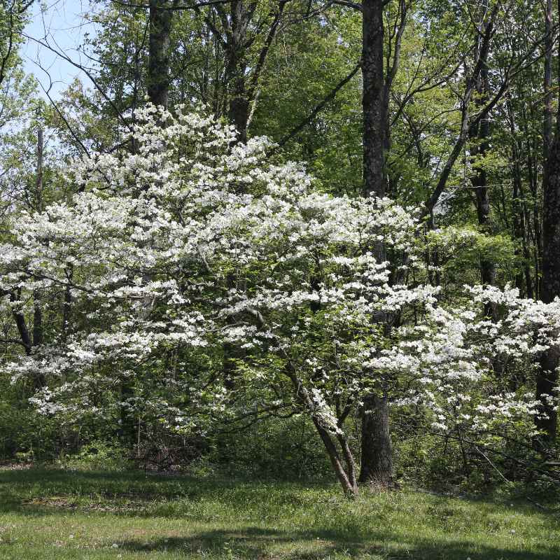 Dogwood Tree Height and Spread Over Time