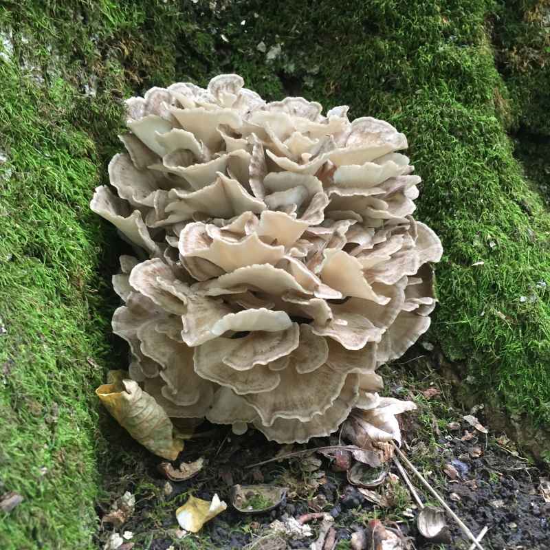 How Do You Clean Hen Of The Woods Mushrooms Properly?