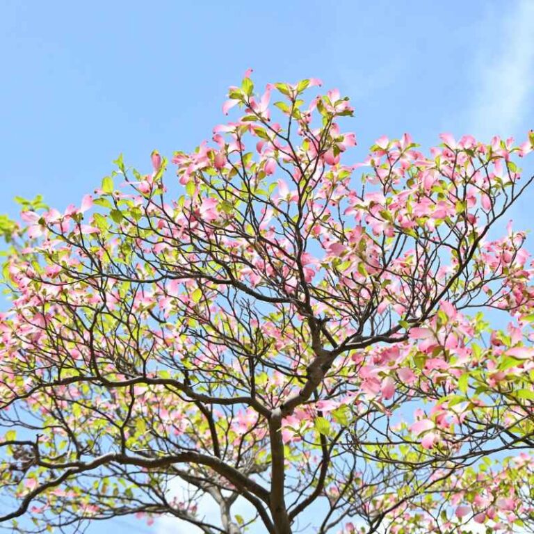How Long Does It Take A Dogwood Tree To Grow