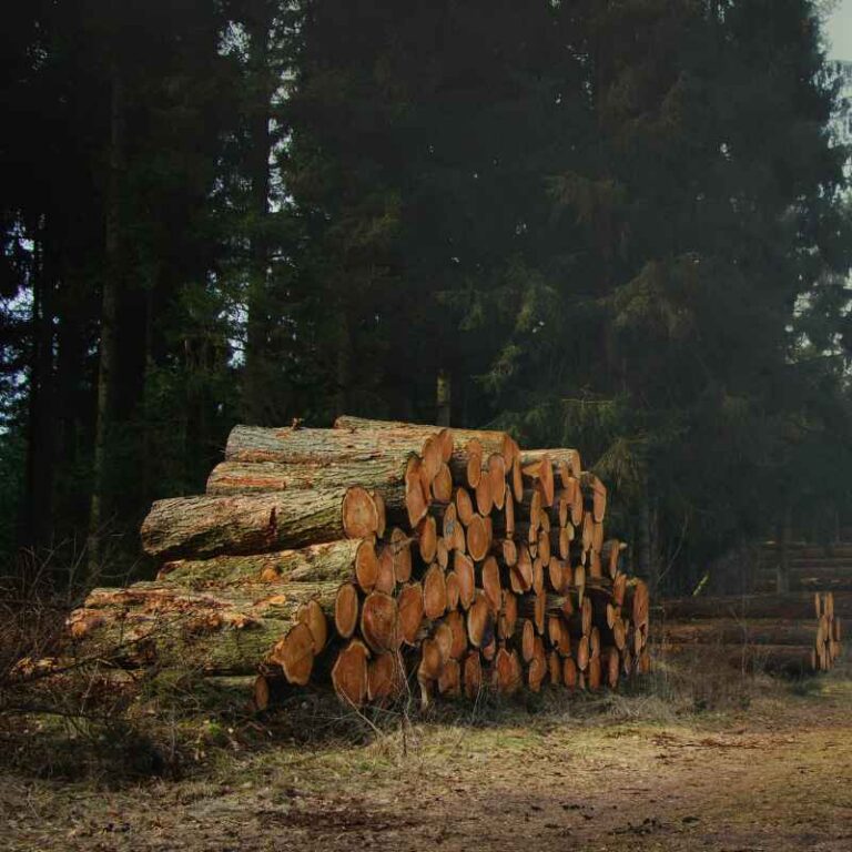 How Long Does Wood Take To Dry After Cutting
