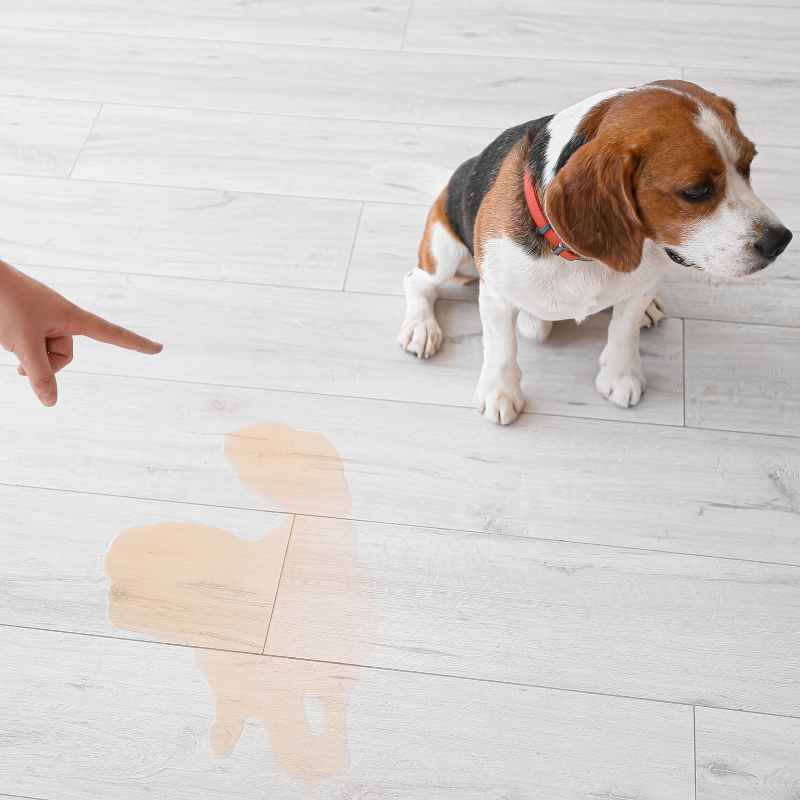 How To Get Dog Urine Stains Out Of Wood Floors Completely