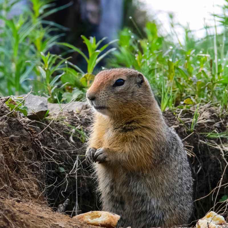 How To Get Rid Of A Woodchuck Under My Deck For Good