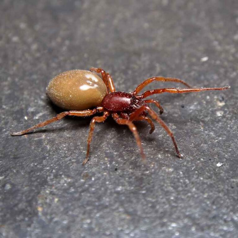 How To Get Rid Of A Woodlouse Spider In Your House