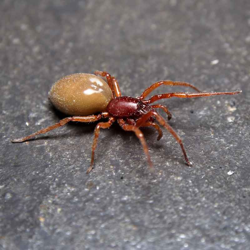 How To Get Rid Of A Woodlouse Spider In Your House