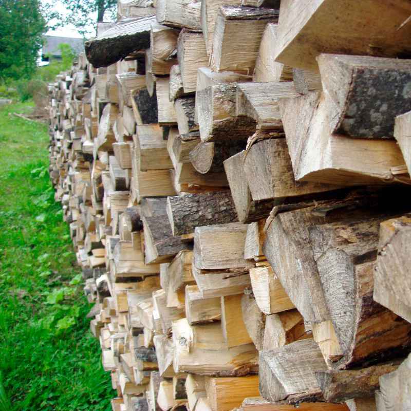 What Makes Wood Renewable